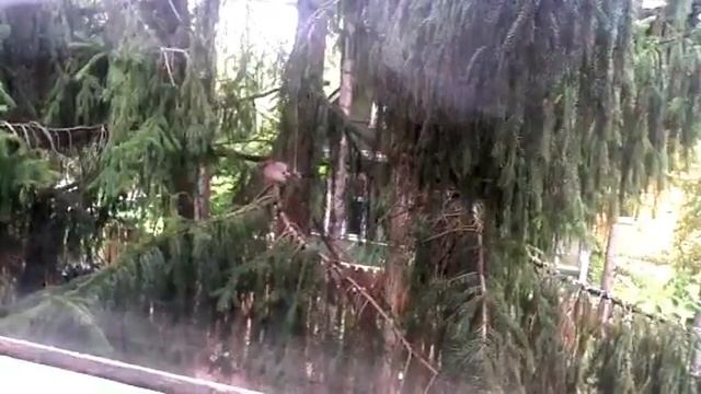 Сой ка смотреть онлайн