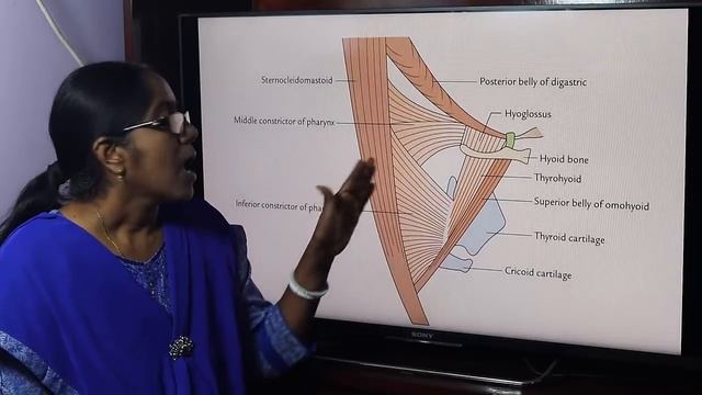 Lecture On Anterior Triangle смотреть онлайн