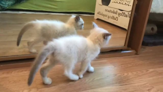 Barcelona And Kitten