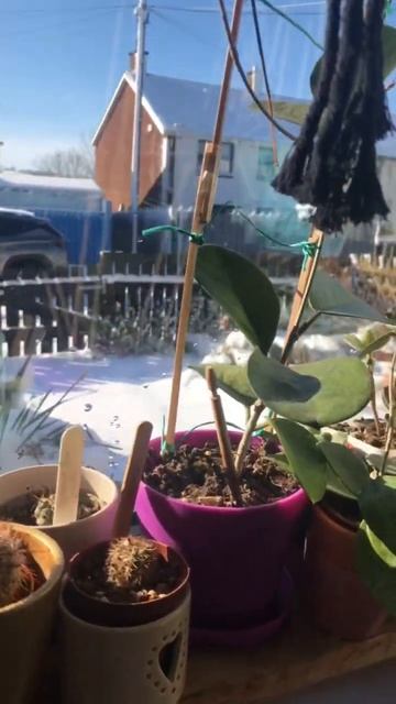 My little indoor plants patiently waiting for spring and summer смотреть онлайн