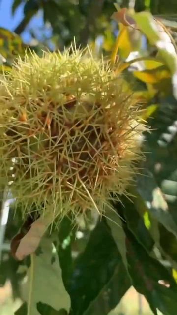 Chestnut in a farm#why your expensive? смотреть онлайн