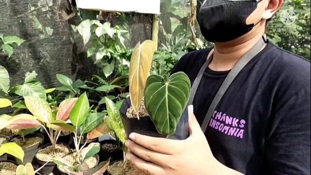 tanaman hias di sini murah²!!! hasil tanian sendiri, yuk gercep di order sebelum kehabisan... смотреть онлайн