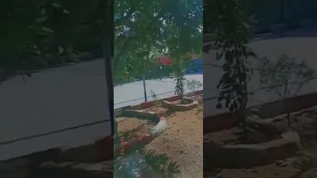 Sunrise Resort Hyderabad смотреть онлайн