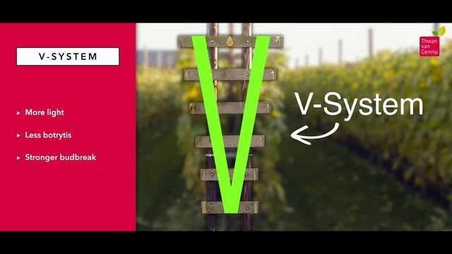 Thwan van Gennip Raspberry plants смотреть онлайн