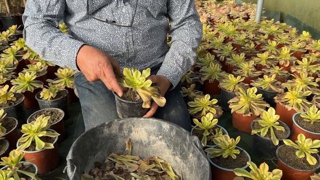 Cultivars asiatiques d'Aeonium : une vigilance particulière смотреть онлайн