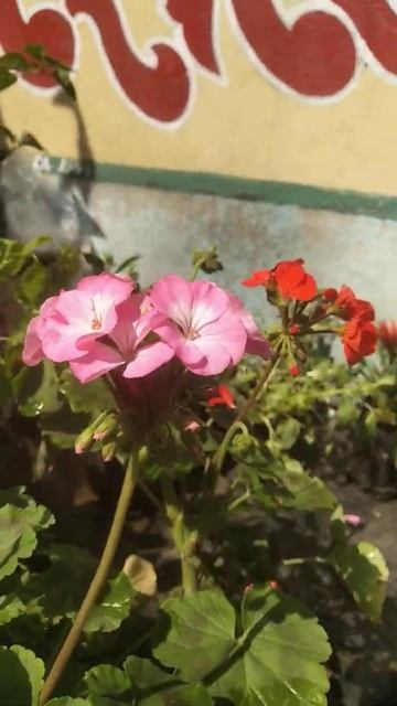 Germania tree price ₹40 смотреть онлайн