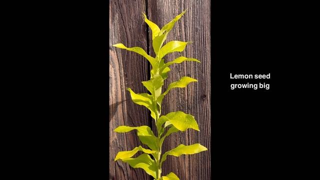 Lemon seeds grow into small trees 🍋🌱🌳 Fragrant Tea Olive Tree (Osmanthus fragrans) 🌸 December🌦️ смотреть онлайн