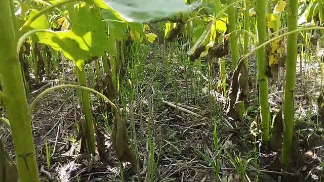 🌻 Соняшник Піонер P64LP 146 по No-Till технології!