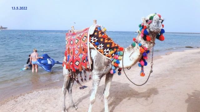 Iberotel Makadi Beach 5.2022 смотреть онлайн
