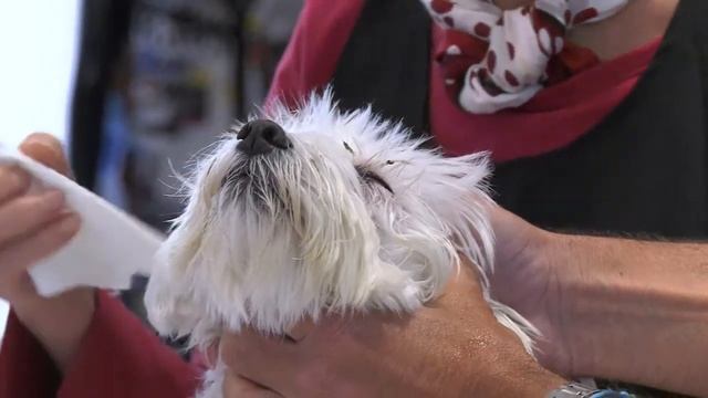 #06 Occhio Pulito - Il Veterinario Racconta - Iv San Bernard смотреть онлайн