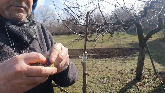 Grafting. Ашладисване на Разцеп. Ябълка, праскова, череша, круша. смотреть онлайн