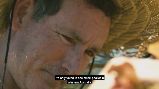 Using recycled water to preserve native plants and create opportunities for the community смотреть онлайн