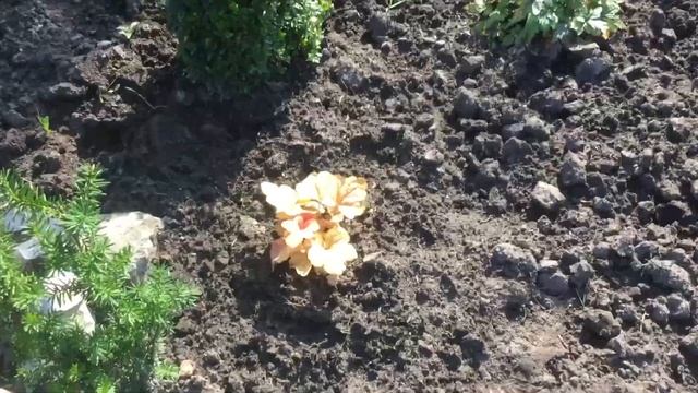 Моя любовь. смотреть онлайн