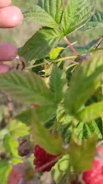 Поспевает малина в сентябре #shorts смотреть онлайн