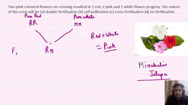 Two pink coloured flowers on crossing resulted in 1 red, 2 pink and 1 white flower progeny. The nat смотреть онлайн