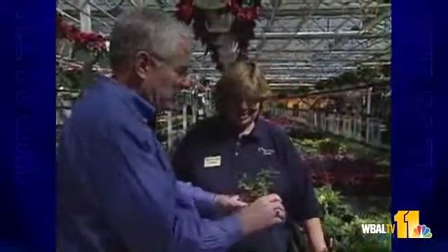Sick Of Your Lawn? The Sunday Gardeners Explore Options смотреть онлайн