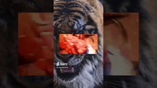 #Все видео за 10 дней про skibidi туалет против всех персонажей из DaFuq !?Boom! смотреть онлайн