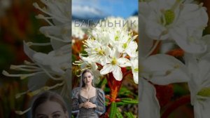 БАГУЛЬНИК / Польза и Вред