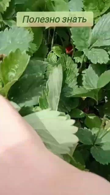 клубника мелкая и не сладкая,что делать/клубника не краснеет/ #shorts #советы #secret #tips смотреть онлайн