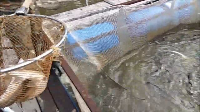 03.09. ЗАПУСК ОСЕТРА И БОНУСА В НИЖНИЙ смотреть онлайн