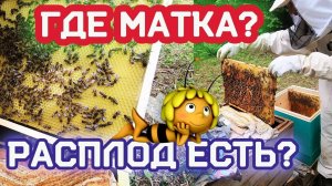 Вот таких пчёл нам продали в 2021м году. Пчеловодство.