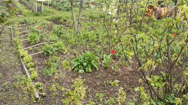 План работ на Винограднике 29 мая.Как я готовлю ямы для винограда Место для посадки. смотреть онлайн