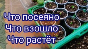 Обзор посевов . Что взошло и что растёт.