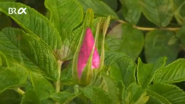 Heckenrose Wissen смотреть онлайн