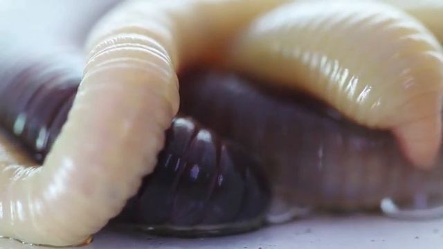 earthworm смотреть онлайн