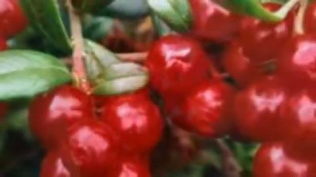 1ягоды смотреть онлайн