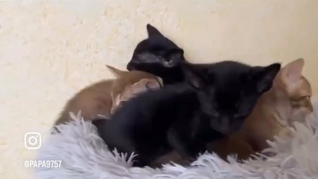 Дети Графа Дракулы