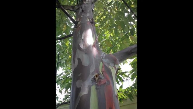 Eucalyptus rainbow смотреть онлайн