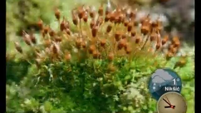 Distribution and Conservation Three New and Three Threatened Species of Moss in Montenegro смотреть онлайн