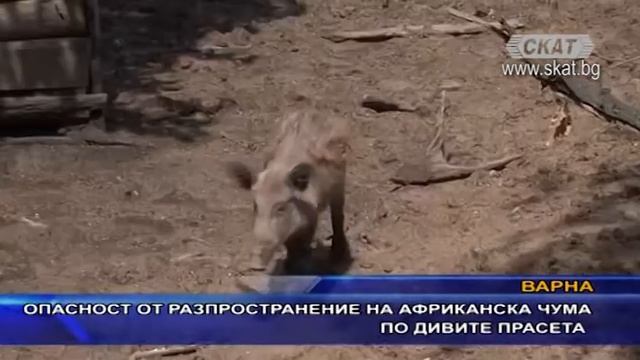 Опасност от разпространение на африканска чума по дивите прасета смотреть онлайн