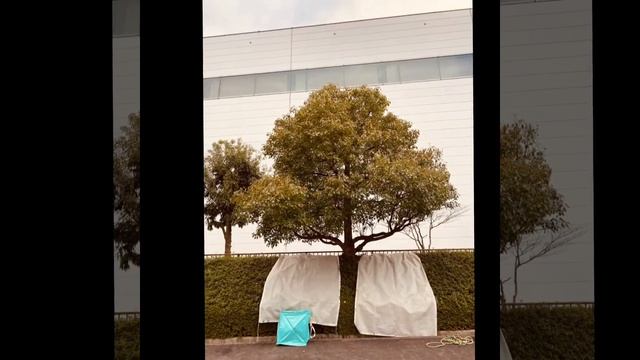 2020.12.11剪定作業 смотреть онлайн