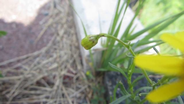 Narrow-leaved Ragwort (Senecio Inaequidens) - 2012-08-04 смотреть онлайн