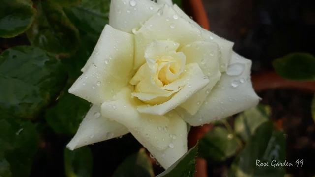 Rooftop Rose Garden || Beautiful Rose || Rose Flower смотреть онлайн