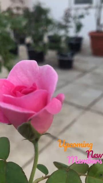 Upcoming new members (names in description) #roofgardening #rose #cinder #shorts смотреть онлайн