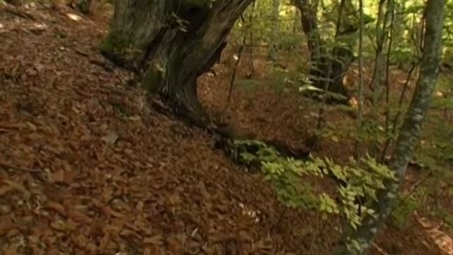 Chestnut forests of Belasitsa Mountain: Autumn смотреть онлайн
