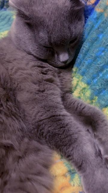 🔴КОТ СМОКИ🔴 смотреть онлайн