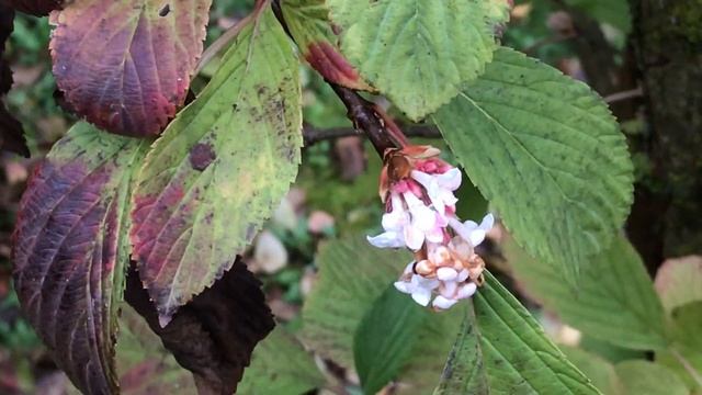 Viorne d'hiver 'Viburnum bodnantense Dawn' corymbe à beau nimbe sous les lilnbes. смотреть онлайн