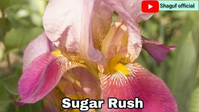 15 Varieties of Siberian Iris смотреть онлайн