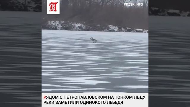Рядом с Петропавловском на тонком льду реки заметили одинокого лебедя смотреть онлайн