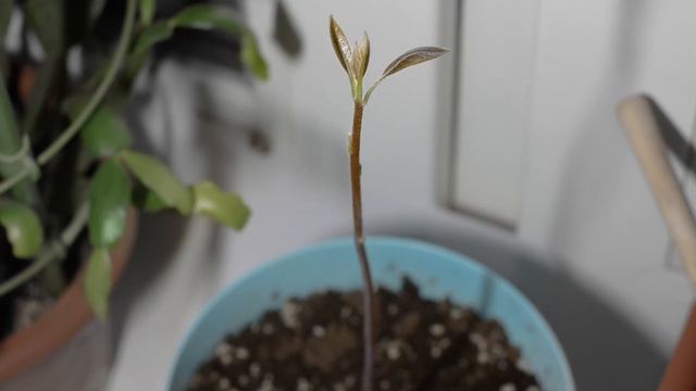 The Avocado Timelapse 4K