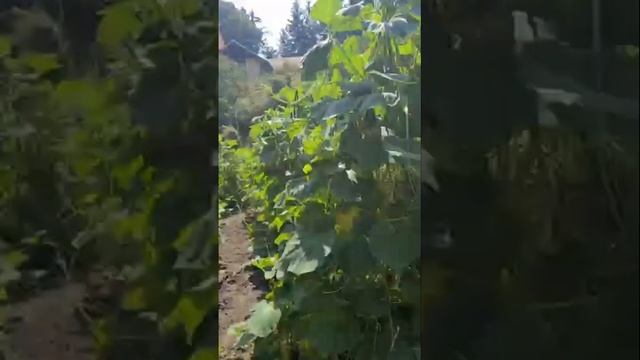 Декоративные тыквы смотреть онлайн