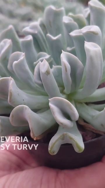 UPDATE !!! HARGA KAKTUS SUKULEN 2023 PART 8 #plants #gardening #cactus #kaktus #nursery #sukulen смотреть онлайн