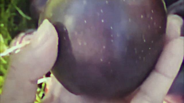The Black Diamond Apple смотреть онлайн
