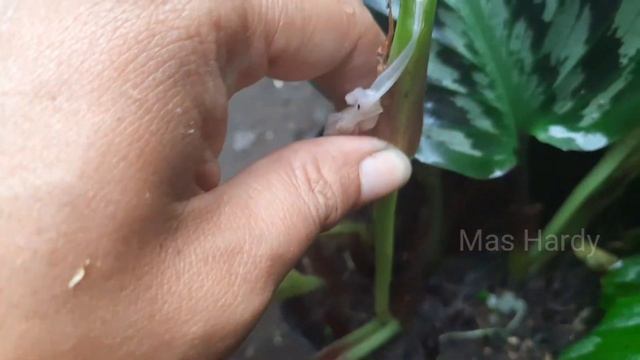 Kencur Merak Dan Kencur Batik смотреть онлайн