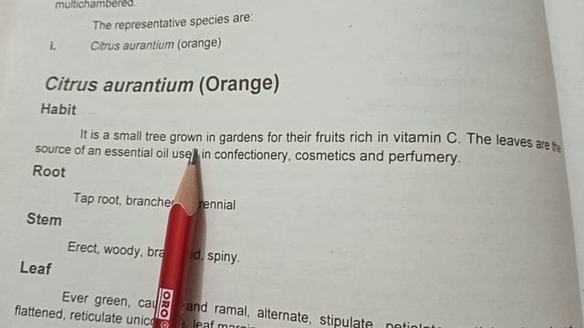 Citrus aurantium (orange) My first video смотреть онлайн