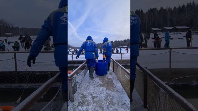Запуск форели, палии и гольца смотреть онлайн